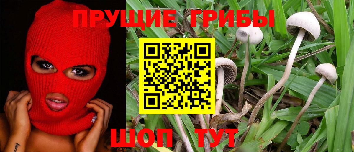 Псилоцибиновые грибы Psilocybe Переславль-Залесский